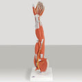 Patterson Medical Supply - Muscular Anatomy of the Arm and Shoulder 3/4 Life Size 4 lbs. - 563592